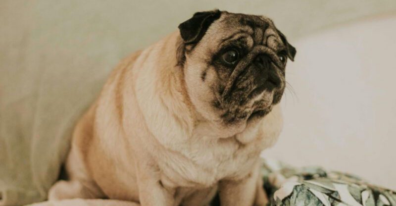 They may look grumpy but these 10 dog breeds will win you over with their affection