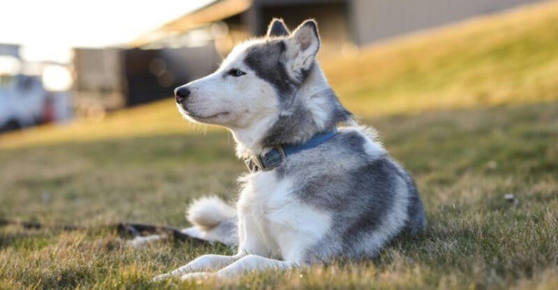 Think a yard is enough these 12 dogs need much more