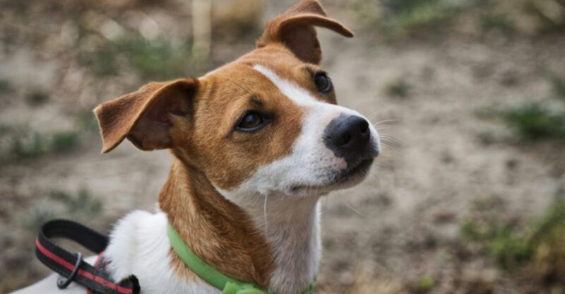 Think twice before choosing these 13 dog breeds theyre among the hardest to raise