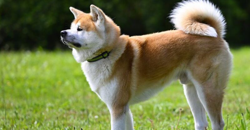 Think twice experts rank these 10 breeds as the hardest to care for