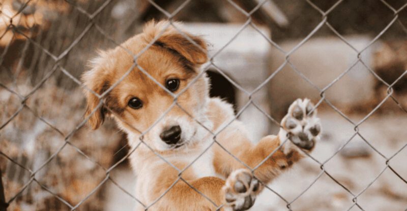 Thinking about getting a dog These 10 reasons make adoption the clear choice