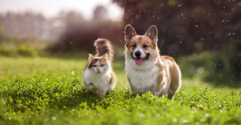 Veterinarians reveal 10 things every good dog owner does