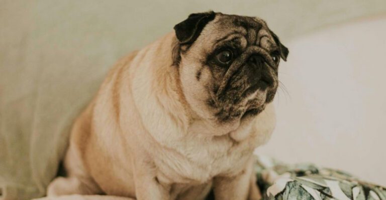 Vets warn that these 13 dog breeds never seem to stop eating dog news