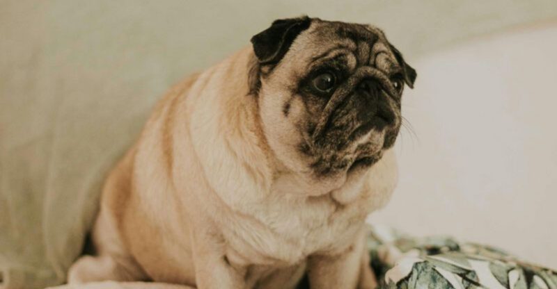 Vets warn that these 13 dog breeds never seem to stop eating