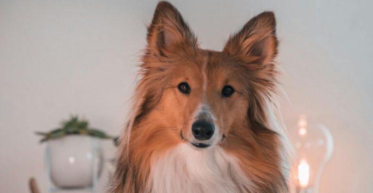 Want a truly loyal companion These 14 breeds never walk away dog news