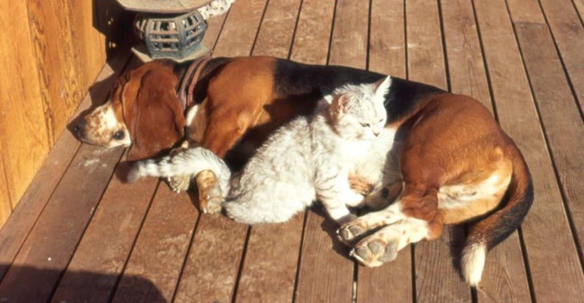 Want harmony at home These 11 breeds get along with cats effortlessly