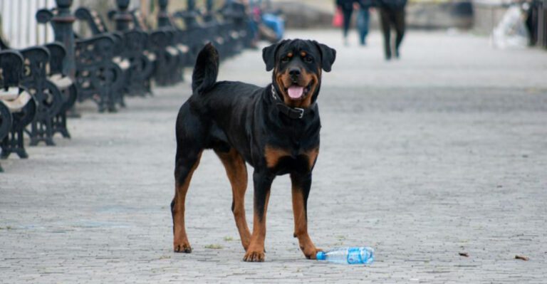 When things get tough these 14 dog breeds stay calm collected and fearless dog news