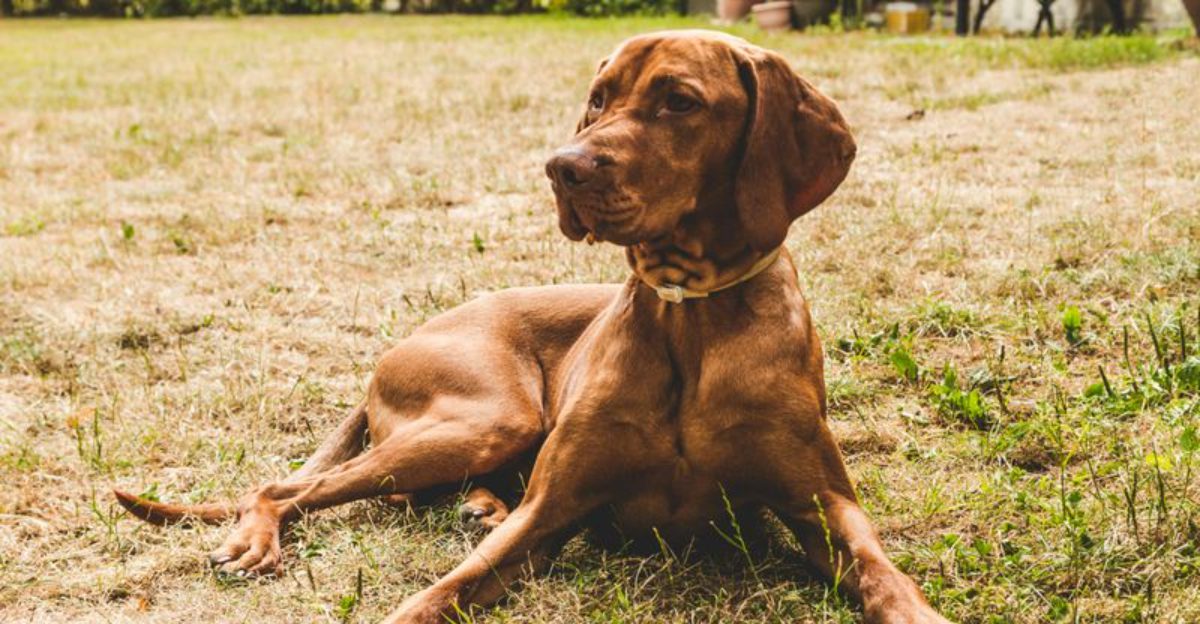 Why Hell Grow Out of It Fails – 12 Breeds That Dont Self Regulate Well plus 5 Breeds That Naturally Self Regulate Better