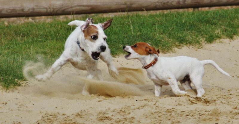 Why your dog bonded with you 11 traits they couldnt resist