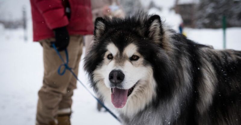 Wolf vibes or just looks These 8 breeds are the real deal and 5 arent