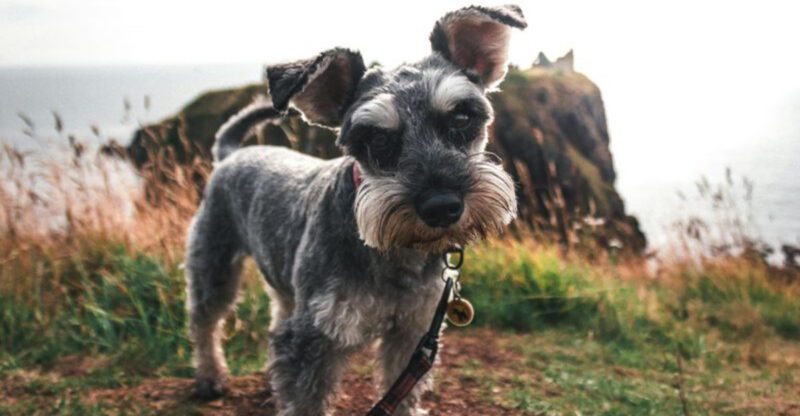 You wont be able to resist these 10 german dog breeds