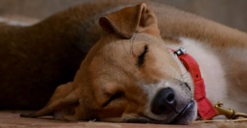 Your dog could be hiding pain 13 signs you should never ignore