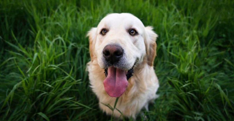 10 Golden Retriever truths owners wish they knew before bringing one home
