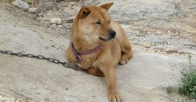 10 breathtaking fox like dog breeds that combine wild looks with family friendly personalities dog news
