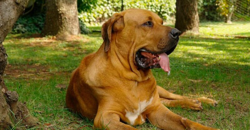 10 breeds that have shocked owners with unexpected aggression