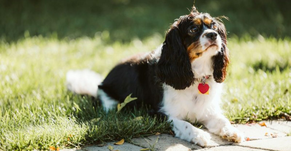 10 companion breeds famous for choosing laps over almost anything else