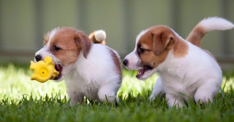 10 dangerous mistakes that can slowly turn dogs aggressive dog news