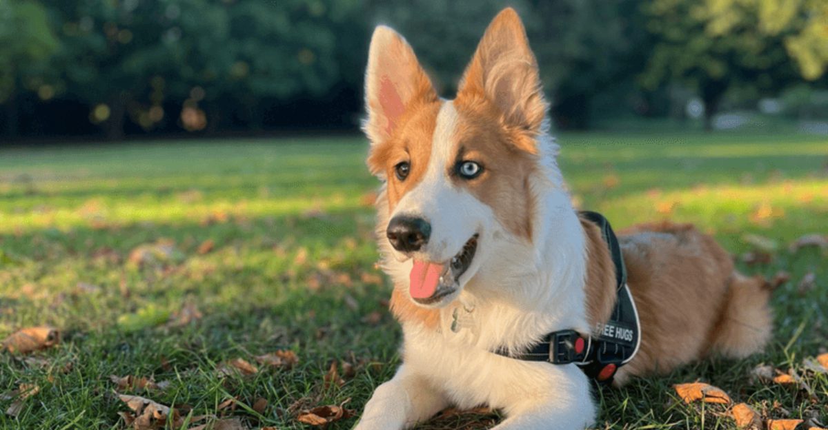 10 demanding dog breeds experts say should never be chosen casually