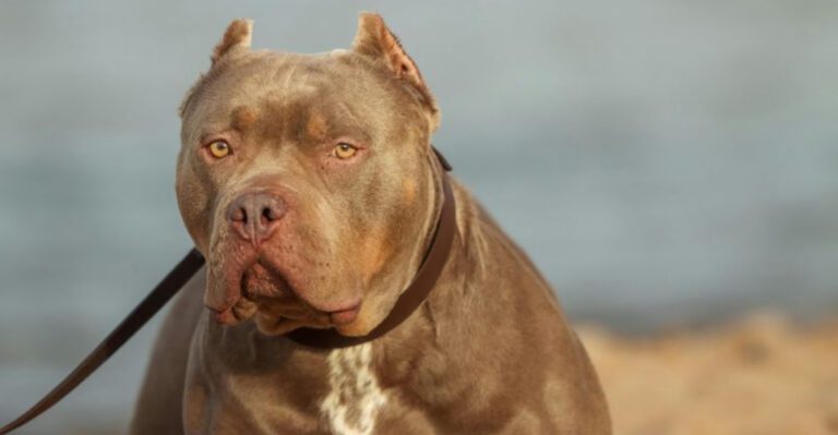 10 dog breeds Americans fear the most for a reason dog news