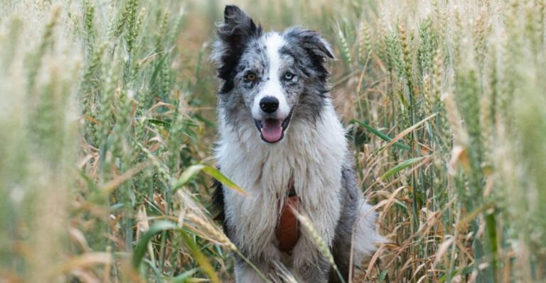 10 dog breeds Golden Retrievers seem to bond with better than almost anyone else dog news