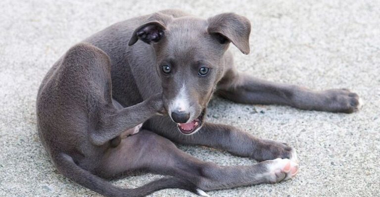 10 dog breeds built for modern life and 3 that clearly hate city routines dog news