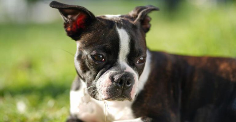 10 dog breeds experts keep returning to because they rarely disappoint dog news