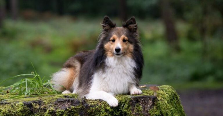 10 dog breeds highly tuned into human movement and emotion dog news