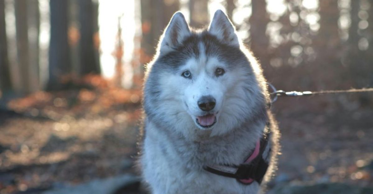 10 dog breeds known for rebellious teenage behavior and how owners cope