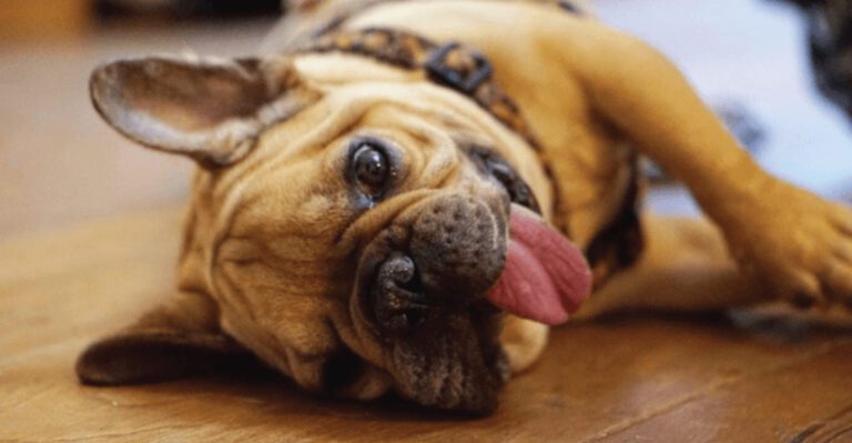 10 dog breeds people wont stop hyping and 5 underrated dogs that deserve the spotlight instead dog news