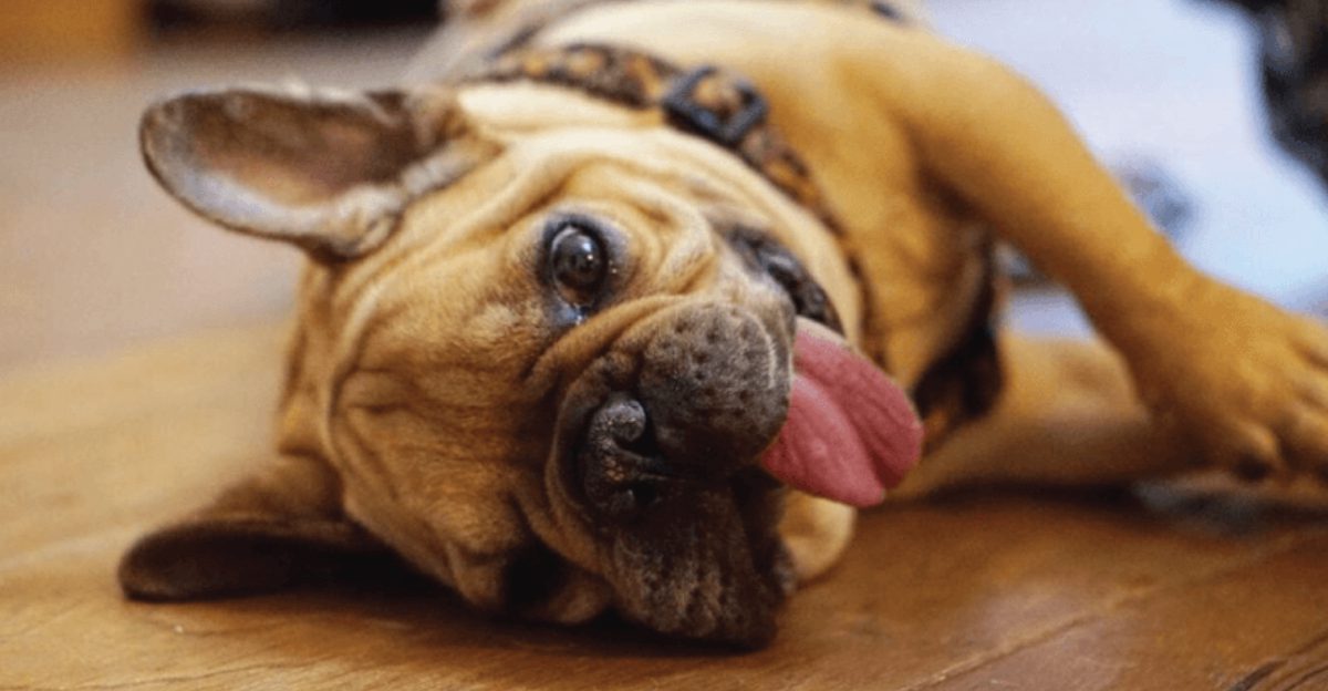 10 dog breeds people wont stop hyping and 5 underrated dogs that deserve the spotlight instead
