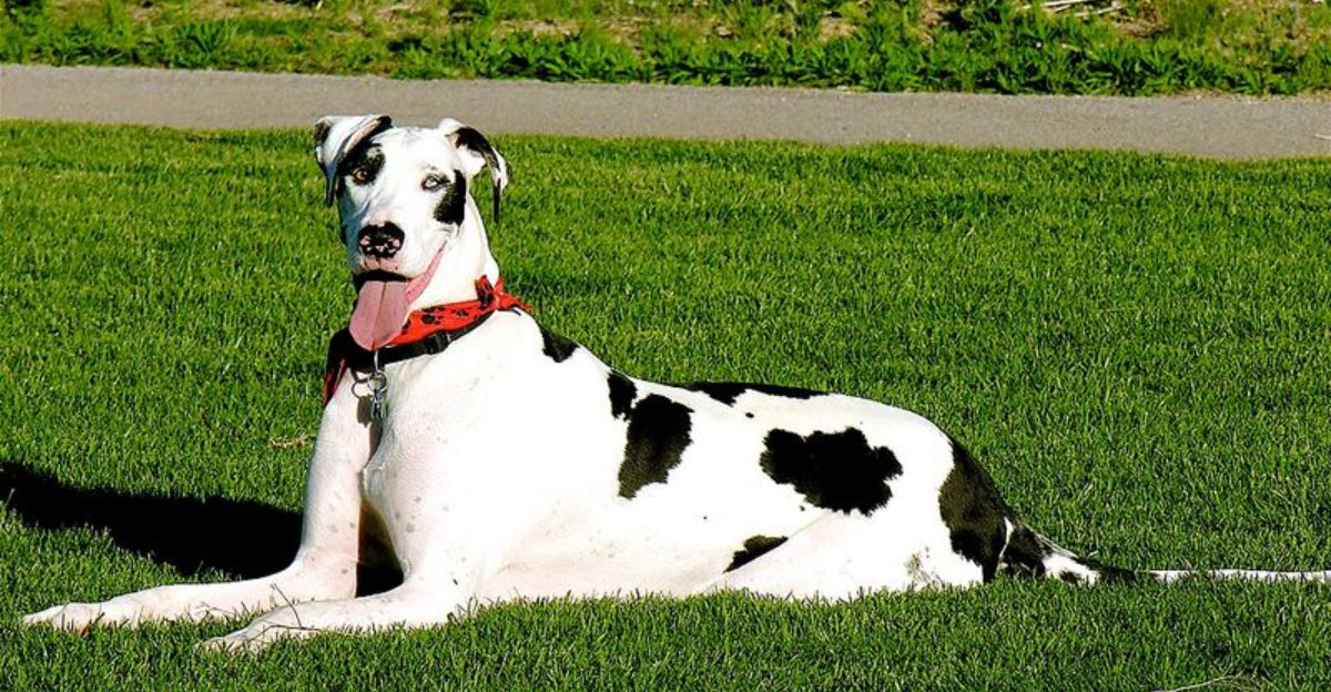 10 dog breeds that drain your patience energy and savings fast