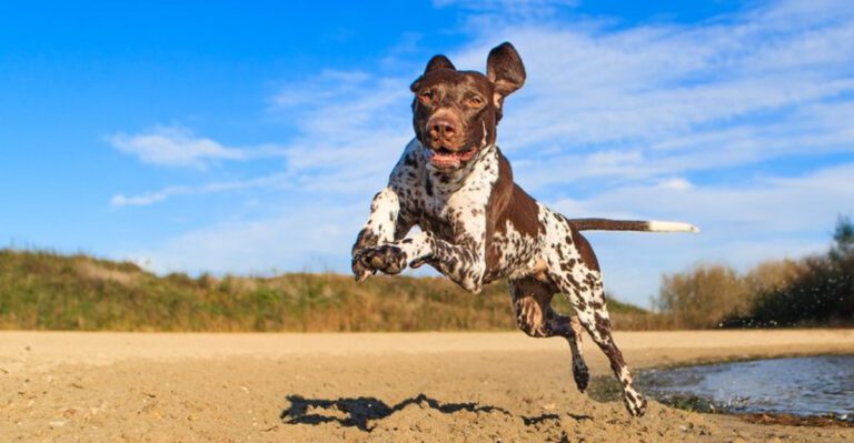 10 dog breeds that live for summer adventures plus 4 that melt the second it gets hot dog news
