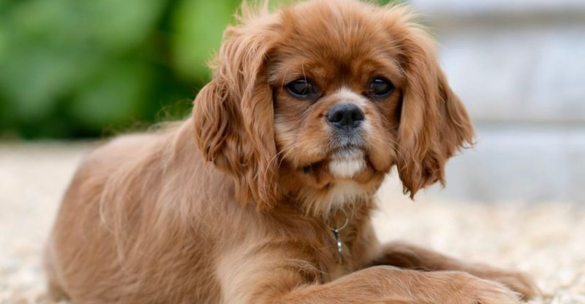 10 dog breeds that love with their whole heart plus 3 that test emotional patience
