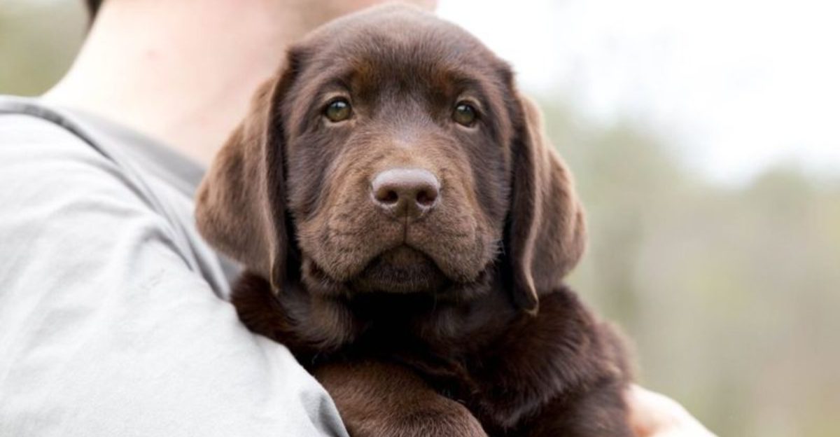 10 dog breeds that show affection less openly than people expect, plus 4 deeply loving breeds