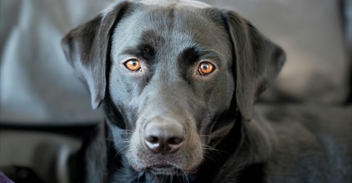 10 dog breeds whose eyes seem strangely human and deeply
