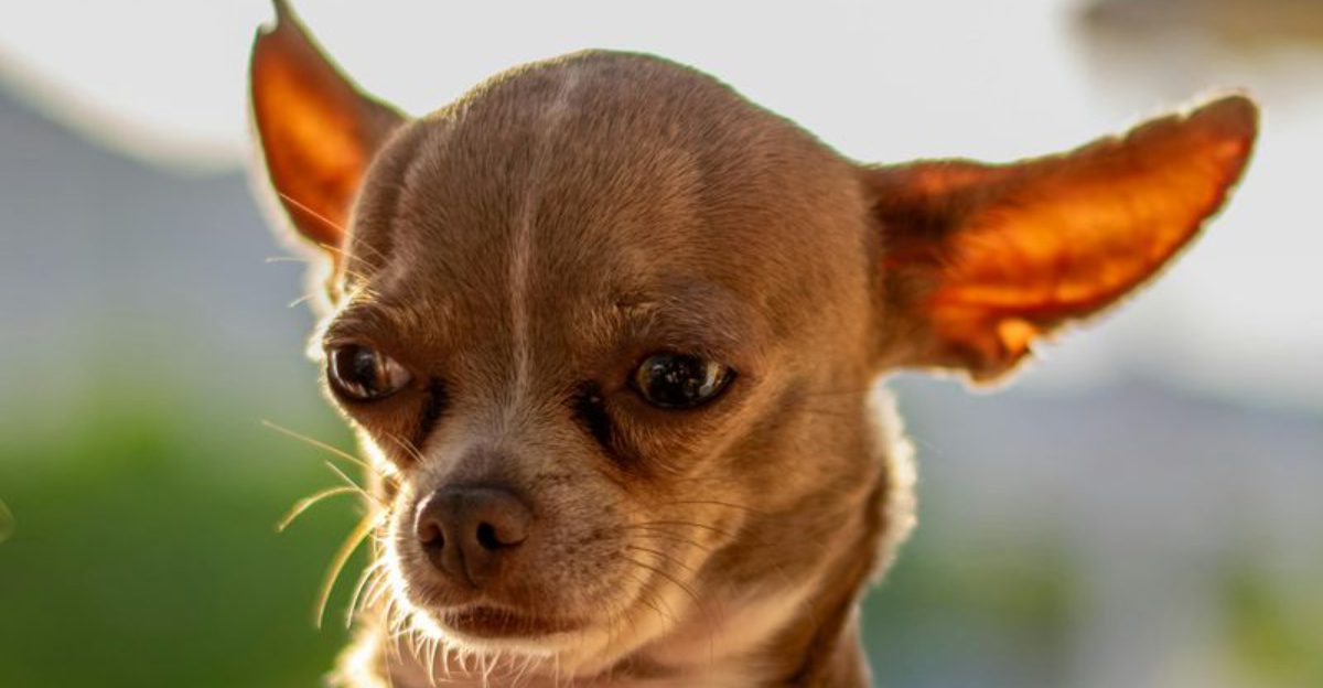 10 dog breeds with barks you wont believe are real