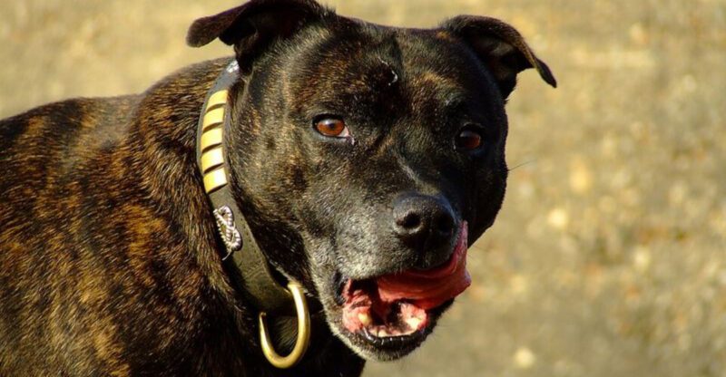 10 dogs that are often labeled difficult and why its unfair