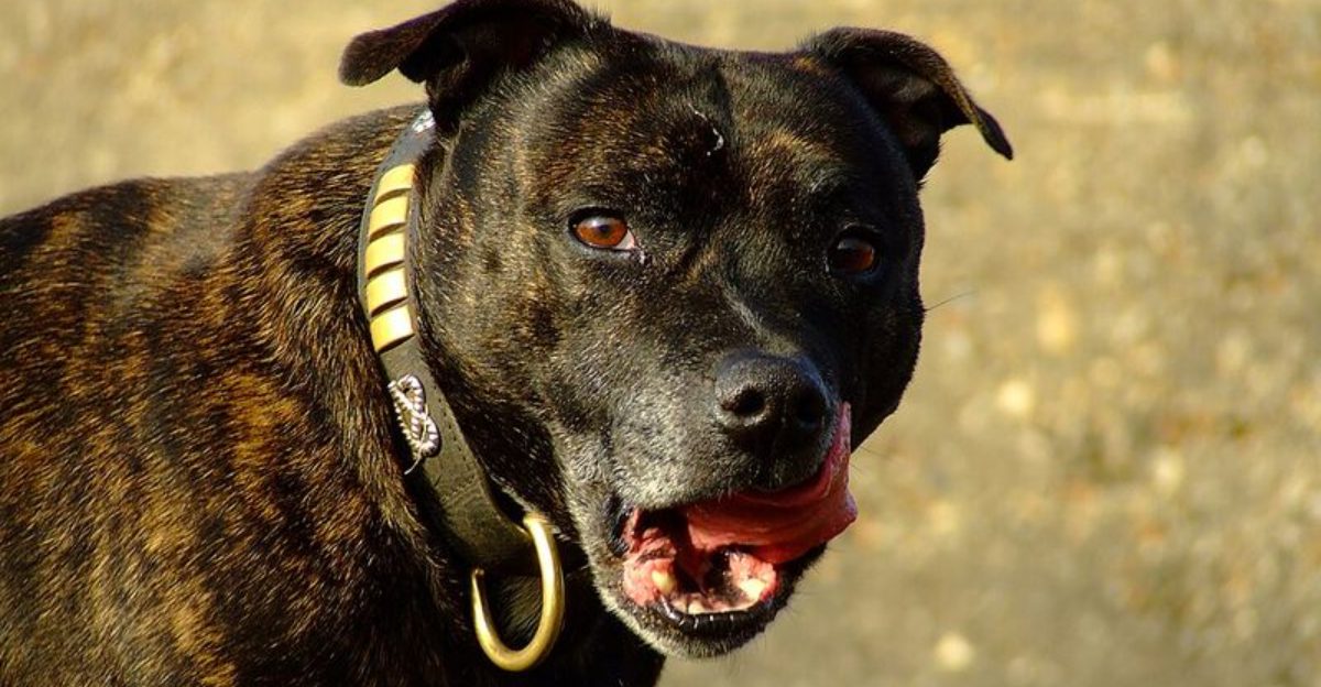 10 dogs that are often labeled difficult and why its unfair