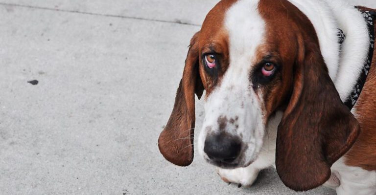 10 dogs that can be a handful and 5 that are easygoing dog news