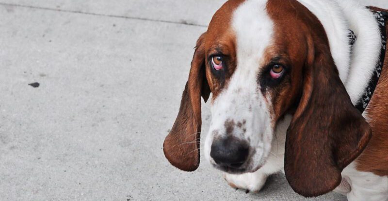 10 dogs that can be a handful and 5 that are easygoing