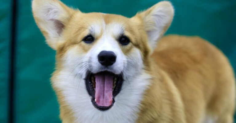 10 dogs with endless puppy energy that make them impossible not to love dog news