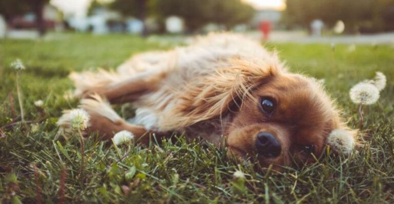 10 emotional behaviors dogs save only for the person they trust completely dog news