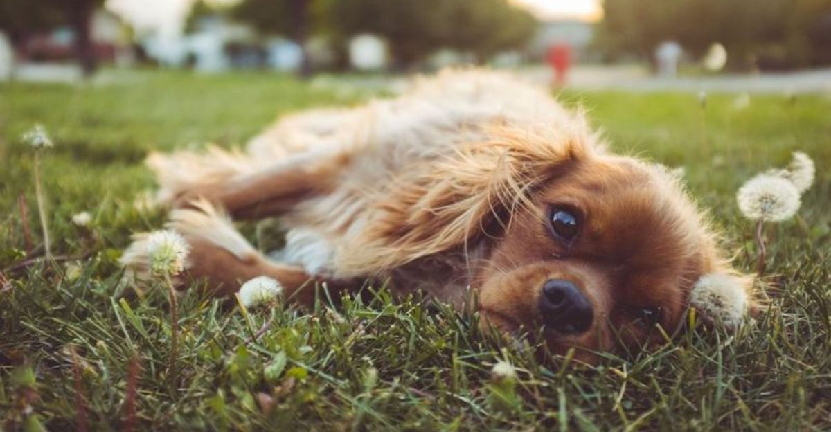 10 emotional behaviors dogs save only for the person they trust completely