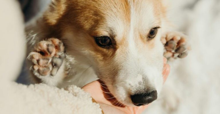 10 emotional signs your dogs bond with you is stronger than most people realize dog news