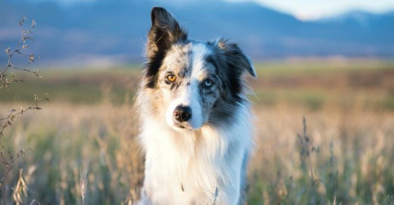 10 emotionally fragile dog breeds experts say absorb everything around them dog news