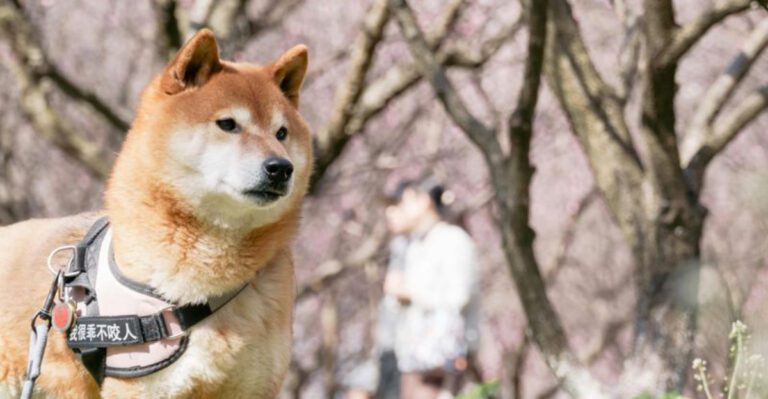 10 emotionally reserved dogs that still become deeply loyal companions dog news