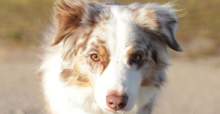 10 famous dogs that started as mixes and became legends dog news