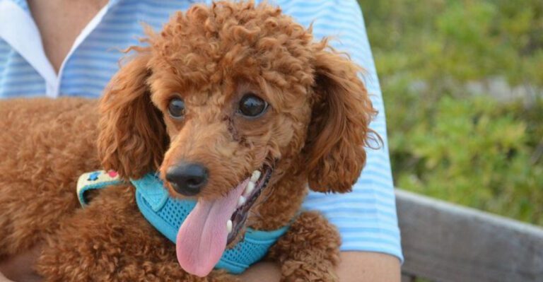 10 fascinating poodle facts that completely change how people see the breed dog news