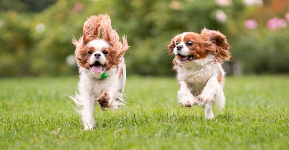 10 flexible dog breeds that suit any type of lifestyle