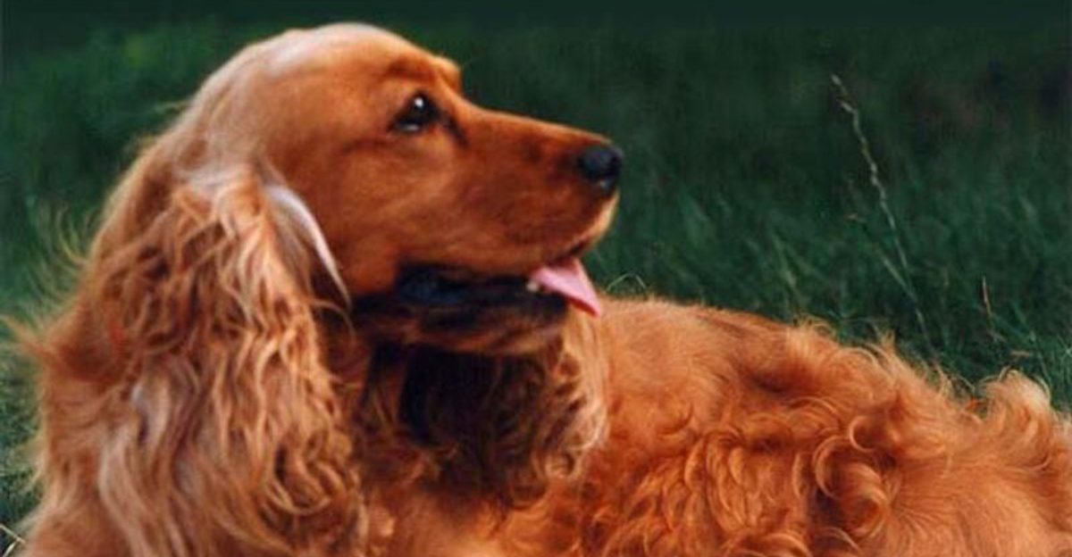 10 gentle dog breeds owners describe as emotionally soothing plus 3 that need much more patience
